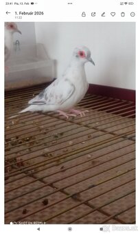 Holúbky diamantove straky - 2