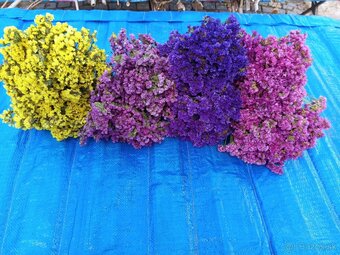 Farebná statica -limonium - 2
