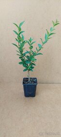 Vtáčí zob - Ligustrum vulgare Atrovirens - živý plot - 2
