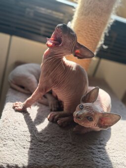 Sphynx mačiatka - 2