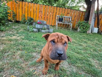 ▶️ SHAR-PEI - 2