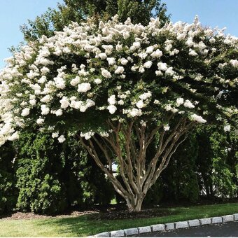 130-150 cm Myrta krepová biela (Lagerstroemia indica - 2