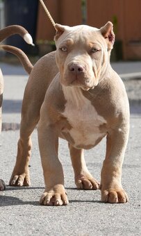 ŠTENIATKA AMERICAN BULLY XL/XXL - 2
