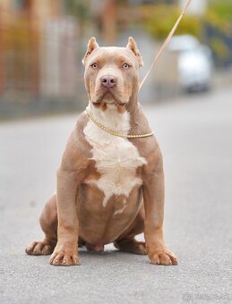 ŠTENIATKA AMERICAN BULLY XL/XXL - 2