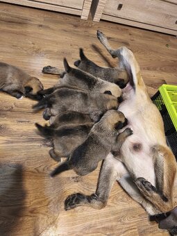 Predám šteniatka - 2