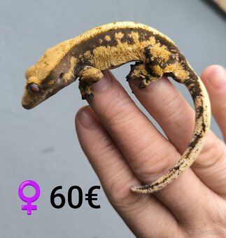 PAGEKON RIASNATY - 2