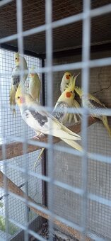 Predám Alexander Veľký - 2