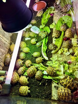 Suchozemská korytnačka - predám - 2