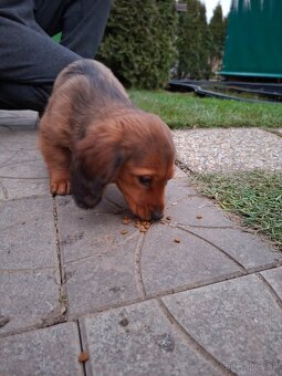 Jazvecik dlhosrsty - 2