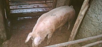 Predám prasatá - 2