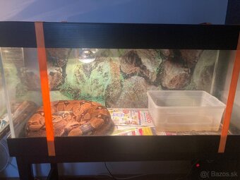 Boa Constrictor - 2