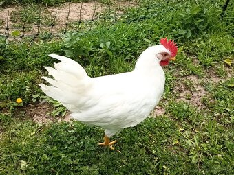 Predám kohúta Leghorn - 2