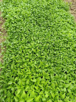 Koreninova paprika - 2