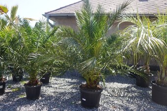 Phoenix Canariensis 45lt - 2