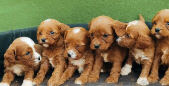 Cavapoo - 2
