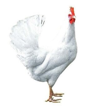 NOSNICE DOMINANT LEGHORN D229 - 2