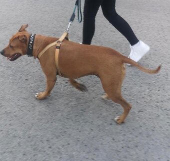 Fenka pitbull/staford - 2
