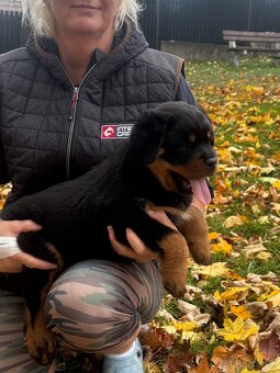 Rottweiler, rotvajler, rtw - 2