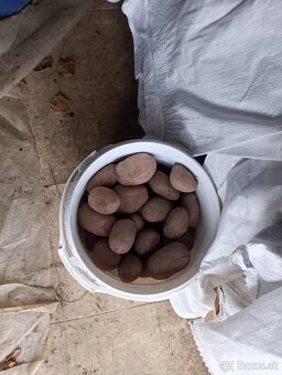 Zemiaky na zimné uskladnenie - 2