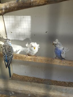 Andulky Hagoromo - 2