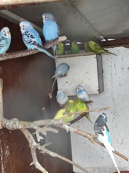 Andulka, andulky - 2