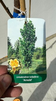Ľaliovník tulipánokvetý "Arnold" 190 cm - 2