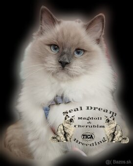 Ragdoll & Cherubim Pedigree - 2