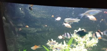 Akvárium Juwel 140 - 2