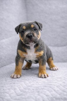 AMERICAN BULLY XL🩵💜 - 2