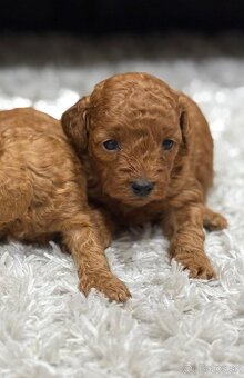 Pudel, pudlik toy/trpaslík - 2