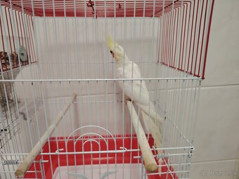 Korela samec  25 - 2