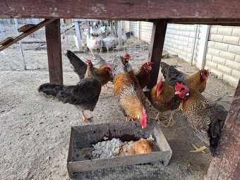 Vlaška rodofarebná - 2