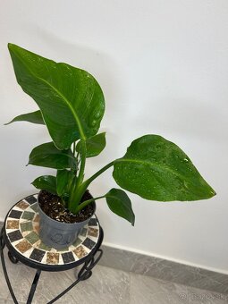 Strelitzia nicolai - 2