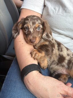 Jazvecik Chocolate Harlqequin Long Hair - 2