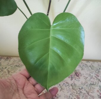MONSTERA DELICIOSA - 2