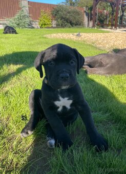 Cane corso - 2