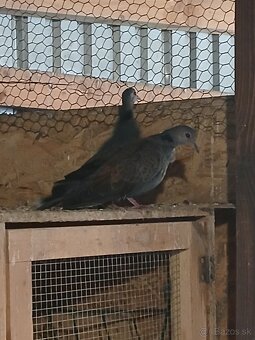 Hrdlička temná - 2