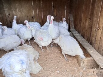 Predám morky očistené - 2