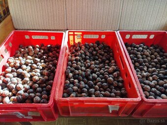 Vlašské orechy - 2