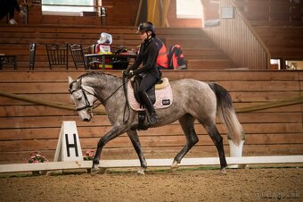 Working Equitation kobyla - 2