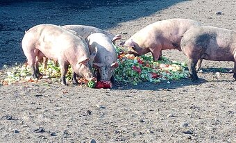 Predám prasatá - 2