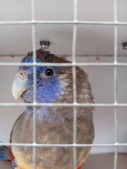 Papagáj červenobruchý - 2