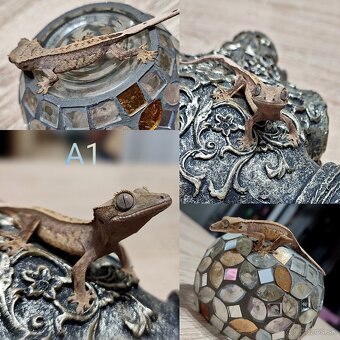 Pagekon riasnaty - 2