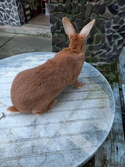 Burgundsky kralik - 2