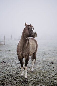 Paint horse pripustanie qh - 2