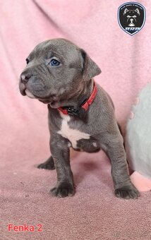 Štěňata American Bully XL s PP ABKC - 2