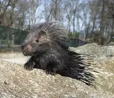Kúpim Dikobraz srstnatonosý , zoo, kontaktná zoo - 2