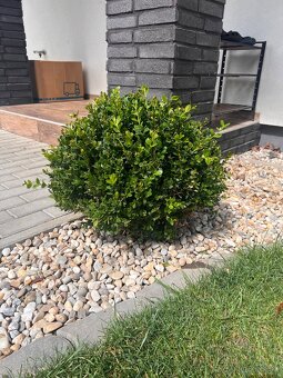 2ks buxus (kruspan) - 2