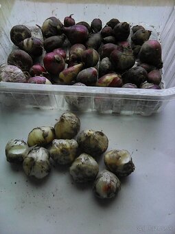 darujem rozchodníky, cibuľky... - 2