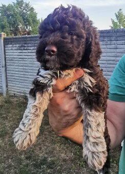 Lagotto Romagnolo steniatko - 2